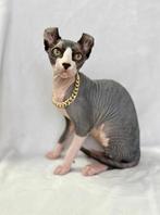 Sphynx Elf katterje Boy en poesje, Gechipt