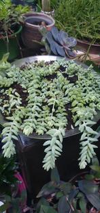 Grote Volle  schaal vol hangsedum morganianum, incl schaal!, Ophalen, Cactus, Volle zon, Minder dan 100 cm