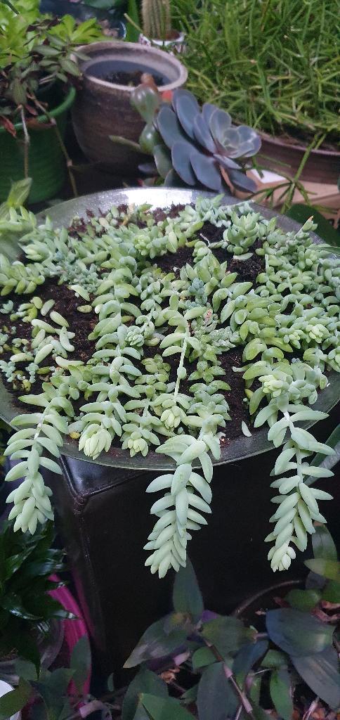 Grote Volle  schaal vol hangsedum morganianum, incl schaal!, Huis en Inrichting, Kamerplanten, Cactus, Minder dan 100 cm, Volle zon