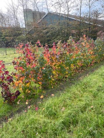 Liquidambar 125-150 cm €35 beschikbaar voor biedingen
