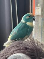 Kakariki koppel (broertjes) blauw/wit, Mannelijk, Parkiet, Geringd