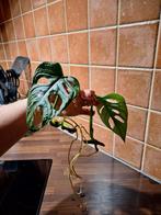 Monstera Adansonii Monkey Leaf - 2 Kopstekken, Huis en Inrichting, Kamerplanten, Ophalen, Halfschaduw, Minder dan 100 cm