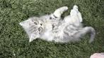 Mannelijk kitten – 8 weken – Direct beschikbaar, Kater, 0 tot 2 jaar