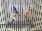 Koppel mooie kanaries, Dieren en Toebehoren, Vogels | Kanaries, Meerdere dieren, Kleurkanarie
