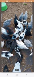 Gratis haantjes van 7 weken oud., Dieren en Toebehoren, Pluimvee, Mannelijk, Kip