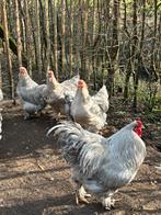 Brahma groot Isabel broedeieren, Dieren en Toebehoren, Pluimvee, Geslacht onbekend, Kip