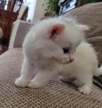Mooie maine coon kitten beschikbaar voor biedingen