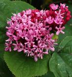 Clerodendrum bungei (Kransenboom, pindakaasboom), Tuin en Terras, Planten | Tuinplanten, Ophalen, Zomer, Overige soorten, Volle zon
