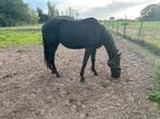 Grote 2 jarige merrie Messini de F, Dieren en Toebehoren, Paarden en Pony's | Dekhengsten en Fokmerries, Merrie