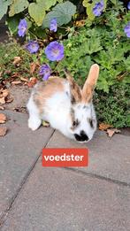 2 jonge, tamme driekleurige konijnen, voedsters (middelgroot, Dieren en Toebehoren, Konijnen, Vrouwelijk, Middelgroot, 0 tot 2 jaar
