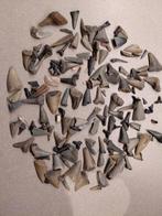 Haaientanden set - 200 gram - Cadzand, Verzamelen, Mineralen en Fossielen, Ophalen of Verzenden, Fossiel