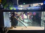 Showbak 171x50x95, Ophalen, Zo goed als nieuw, Leeg aquarium