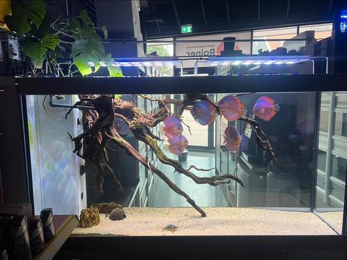 Showbak 171x50x95, Dieren en Toebehoren, Vissen | Aquaria en Toebehoren, Zo goed als nieuw, Leeg aquarium, Ophalen