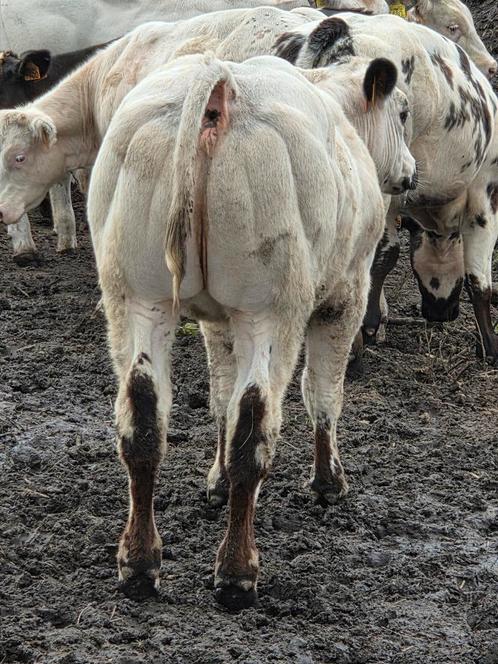 4 super luxe dikbil pinken, Dieren en Toebehoren, Runderen, Mannelijk