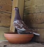 Meulemans choco duivin 2025, Dieren en Toebehoren, Vogels | Duiven, Vrouwelijk, Postduif