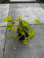 Geum rivale, Tuin en Terras, Ophalen of Verzenden, Zomer, Volle zon
