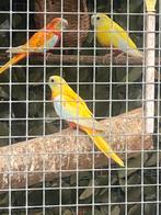 Mooie pop van 2025, Vrouwelijk