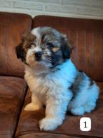 Boomer x Pomeriaan, Dieren en Toebehoren, Honden | Chihuahua's en Gezelschapshonden, 8 tot 15 weken, Meerdere, Nederland, Particulier