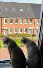 Halve Main Coon poesjes, Meerdere dieren, Gechipt, 6 jaar of ouder