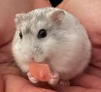 Dwerghamster, Dieren en Toebehoren, Knaagdieren, Hamster, Januari, Meerdere dieren, Tam