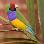 vogel, Dieren en Toebehoren, Vogels | Overige Vogels, Mannelijk