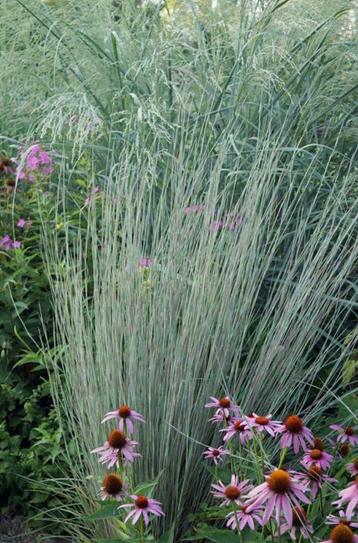 Dewey Blue siergras - Vaste Plant beschikbaar voor biedingen