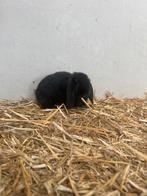 Super lieve kinder konijntje, Dieren en Toebehoren, Meerdere dieren, Dwerg, 0 tot 2 jaar
