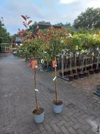 Photinia Red Robin op stam, Tuin en Terras, Planten | Bomen, 100 tot 250 cm, Ophalen, Volle zon, In pot