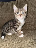Katertje zoekt nieuw thuis, Dieren en Toebehoren, Katten en Kittens | Overige Katten, Kater