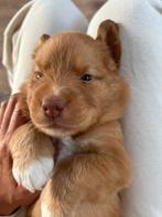 De allerliefste Nova Scotia Duck Tolling Retriever pups!, Dieren en Toebehoren, Rabiës (hondsdolheid), Overige rassen, 8 tot 15 weken
