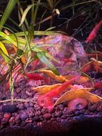 Mooie gele neon-garnalen en felrode garnalen, Dieren en Toebehoren, Vissen | Aquariumvissen, Kreeft, Krab of Garnaal