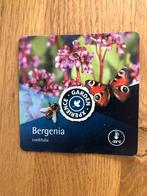 Bergenia, schoenlappersplant, Tuin en Terras, Planten | Tuinplanten, Ophalen, Bodembedekkers, Volle zon, Vaste plant