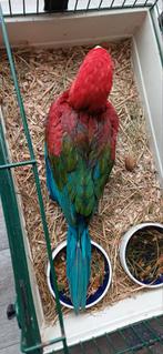 groenvleugel ara, Geslacht onbekend, Papegaai, Geringd