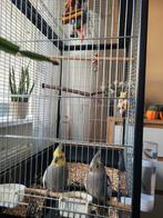 2 valkparkieten te koop de ene is mannetje hij fluit al., Dieren en Toebehoren, Vogels | Parkieten en Papegaaien, Meerdere dieren