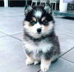 Gezonde  en goed gesocialiseerde Pomsky pups, mini Husky, Dieren en Toebehoren, Honden | Poolhonden, Keeshonden en Oertypen, Nederland