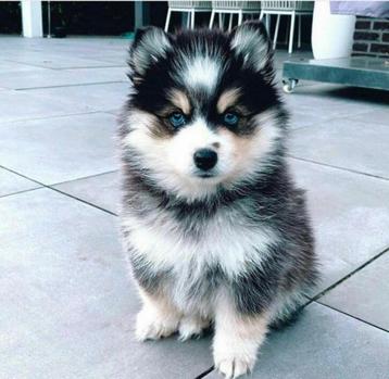 Gezonde  en goed gesocialiseerde Pomsky pups, mini Husky  beschikbaar voor biedingen