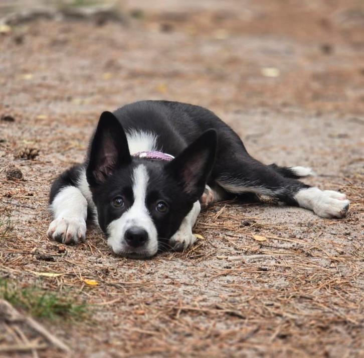 Teefje 5,5 maanden onder fokkersvoorwaarde, Dieren en Toebehoren, Honden | Herdershonden en Veedrijvers, Teef, Collie, Fokker | Hobbymatig