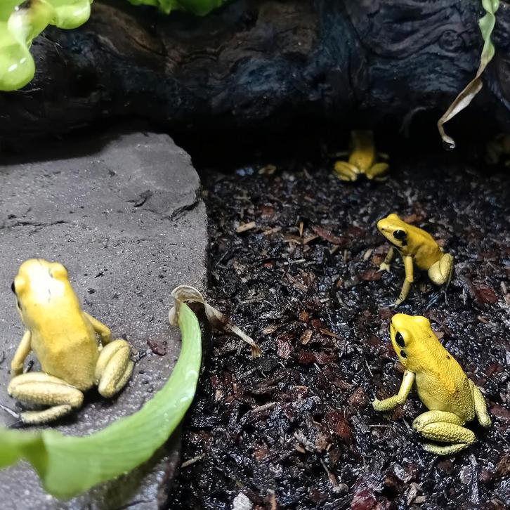 Phyllobates terribilis geel