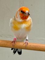 Putter, Dieren en Toebehoren, Vogels | Overige Vogels, Mannelijk, Wildzangvogel, Geringd