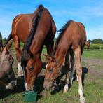 Mindset x Cantos veulen + fokmerrie drachtig van Mindset ES, Dieren en Toebehoren, Paarden, Merrie, Springpaard, 0 tot 2 jaar