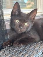 Kittens, Dieren en Toebehoren, Katten en Kittens | Overige Katten
