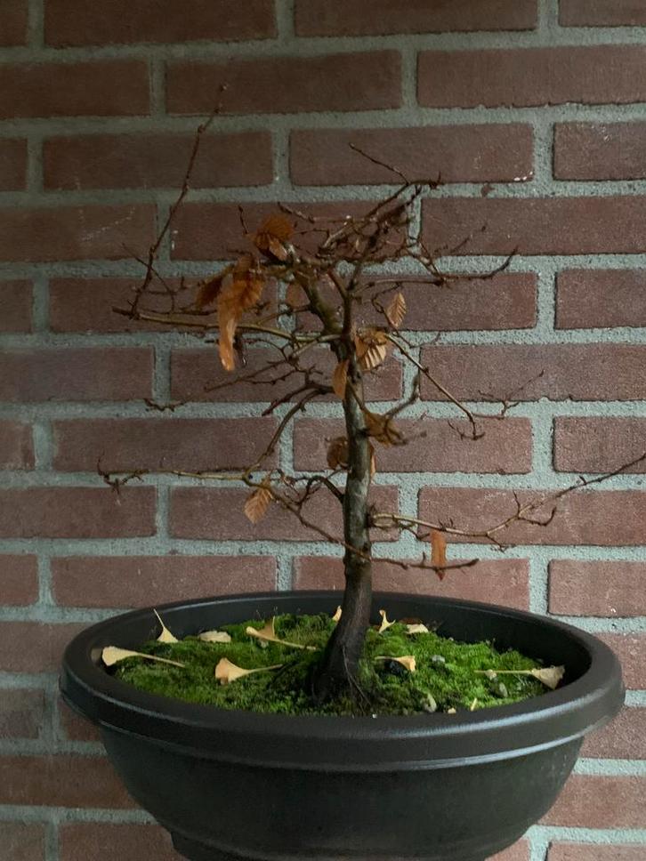 Carpinus Betulus (haagbeuk) bonsai, Tuin en Terras, Planten | Bomen, Overige soorten, Minder dan 100 cm, Volle zon, Bloeit niet
