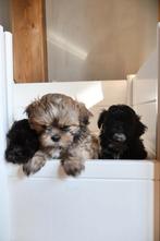 Puppy's Boomer  Shih tzu, Dieren en Toebehoren, Overige rassen, 8 tot 15 weken, Teef, Meerdere