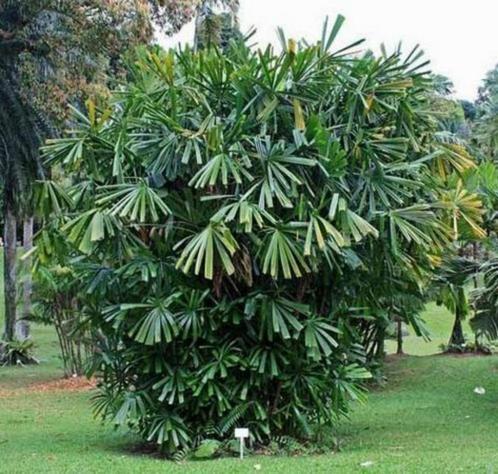 15 x Licuala spinosa, (Mangrove fan) palmboom zaden, Tuin en Terras, Bloembollen en Zaden, Zaad, Gehele jaar, Ophalen
