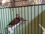 Split charcoal pop, Dieren en Toebehoren, Vogels | Overige Vogels, Vrouwelijk, Tropenvogel, Geringd