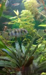 Anomalochromis Thomasi dwergcichlide, Dieren en Toebehoren, Vissen | Aquariumvissen, Vis