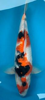 KOOPJE: Mooie showa, kweker Yagensi, nisai, 45 cm, Karper of Koi