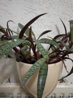 Ledebouria Socialis - Zillverkruid. kamerplant, Ophalen, Overige soorten, In pot, Minder dan 100 cm