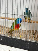 Te koop gevraagd .Zie omschrijving, Meerdere dieren