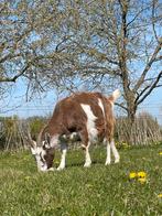 2 biologische (melk)geiten te koop (Landgeit x Toggenburger), Dieren en Toebehoren, Schapen, Geiten en Varkens, Vrouwelijk, Geit